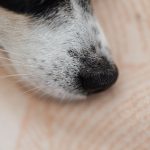 Comment se débarrasser des croûtes sèches dans le nez ?