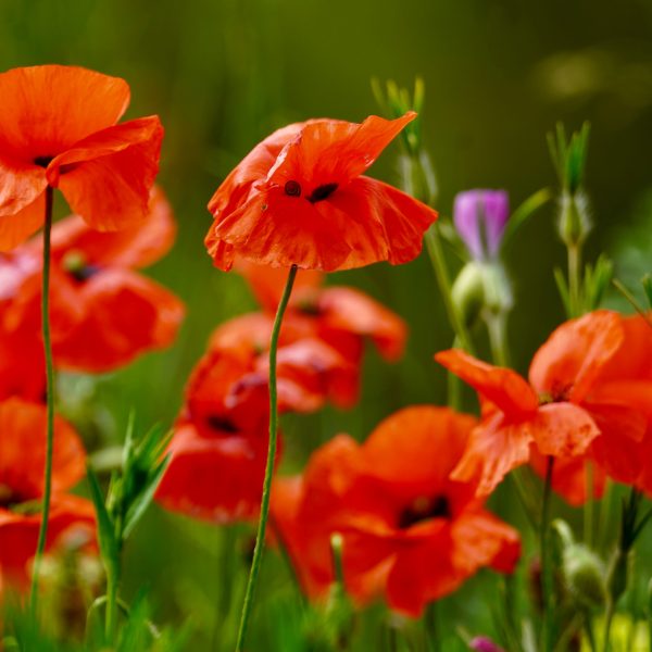 Coquelicots rouges éclatants parmi feuillage vert printemps