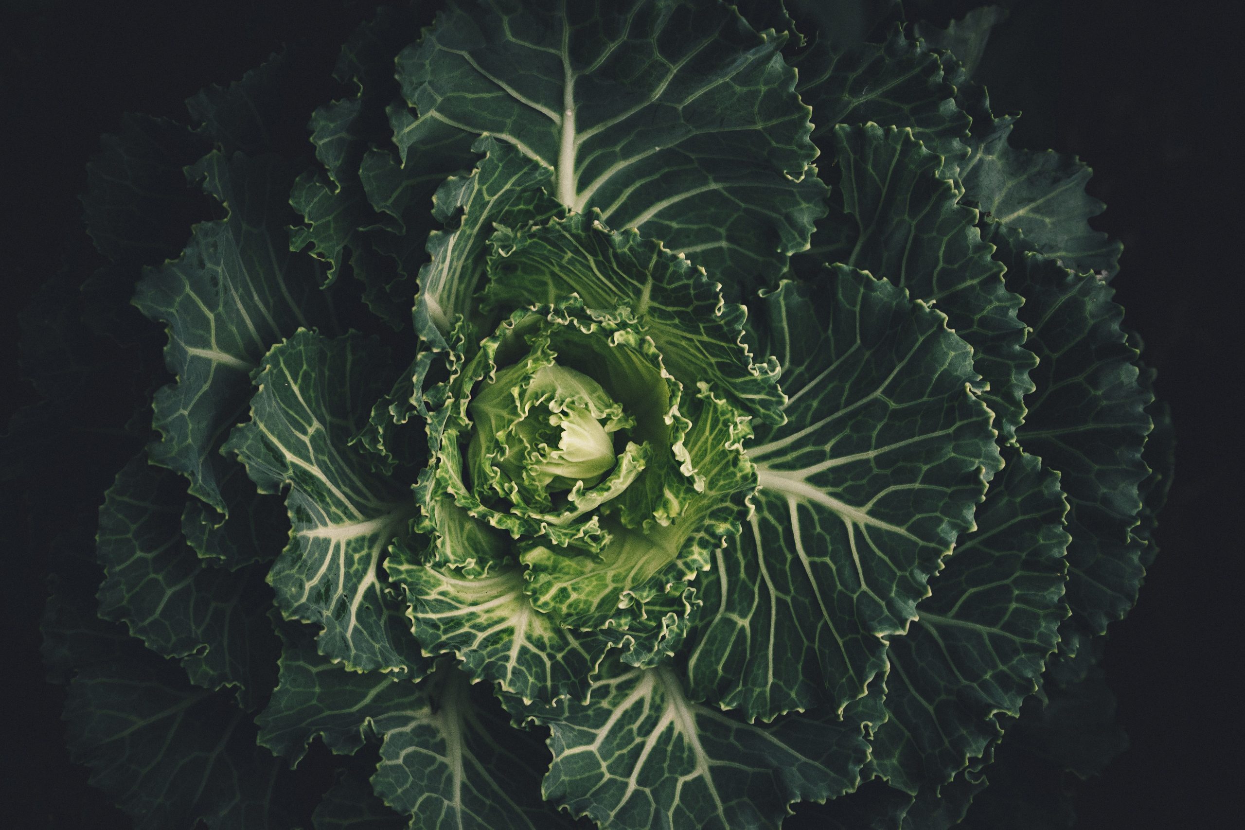 Feuilles de chou vert avec motifs et textures détaillées